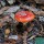 Mushrooms of Salt Point State Park