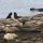 Elephant Seals of Año Nuevo State Park and Piedras Blancas Rookery