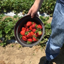 Strawberry Picking Gizdich Ranch